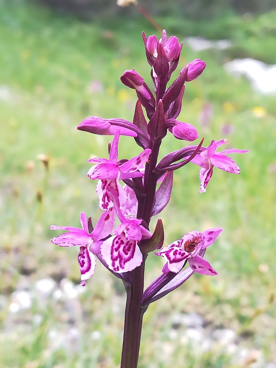 Particolare cromatismo in Dactylorhiza lapponica subsp. rhaetica